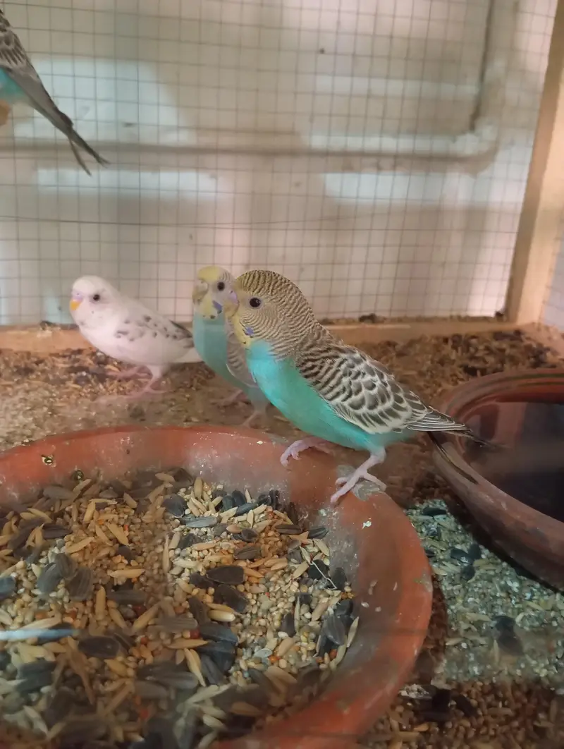 1 Breeder pair or 3 patho k pair sath me wooden cage ha 2 portion wala — photo 10