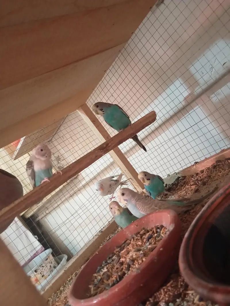 1 Breeder pair or 3 patho k pair sath me wooden cage ha 2 portion wala — photo 11