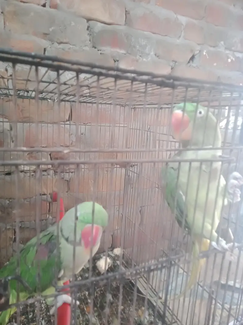 raa male female eggs b dyti ha — photo 3