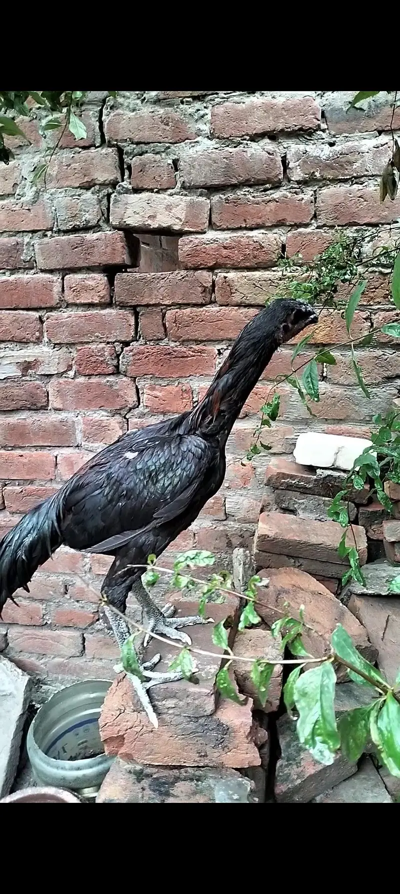 Dragon patha full black eye — photo 2