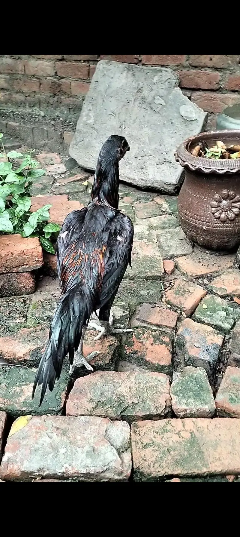 Dragon patha full black eye — photo 4
