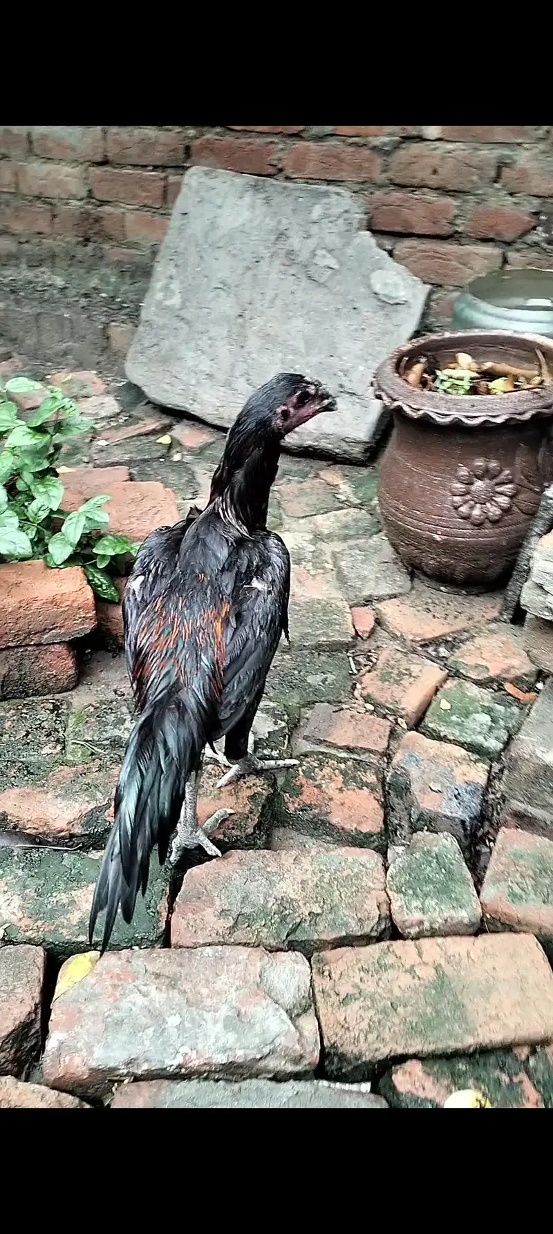 Dragon patha full black eye — photo 5