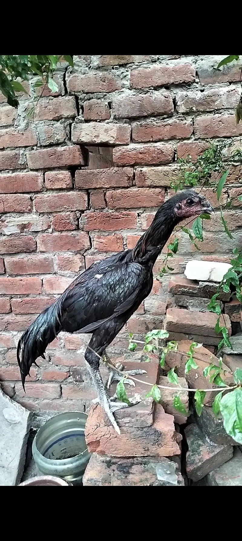 Dragon patha full black eye — photo 6