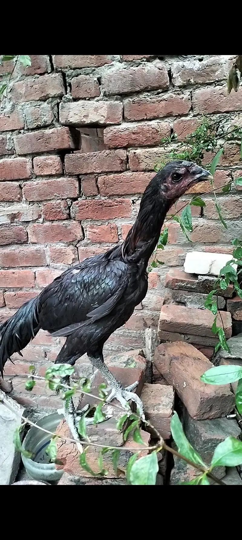 Dragon patha full black eye — photo 7
