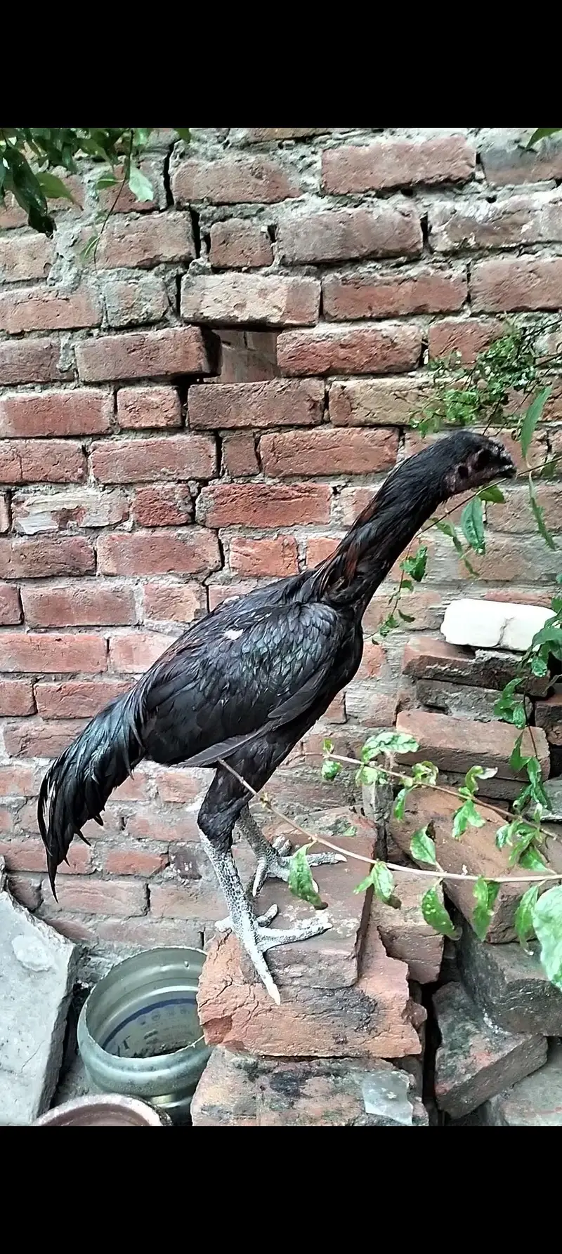 Dragon patha full black eye — photo 8