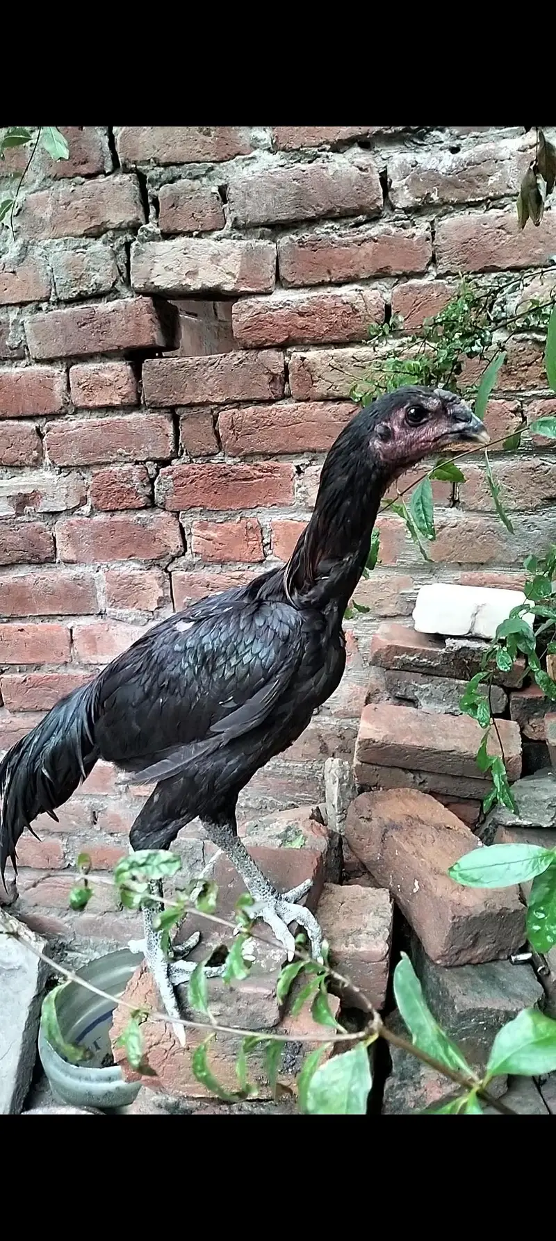 Dragon patha full black eye — photo 10