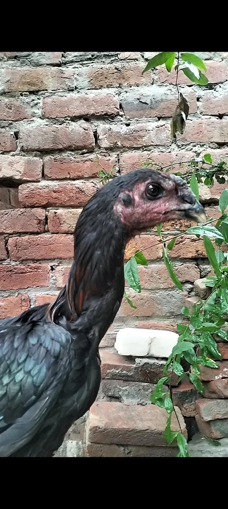 Dragon patha full black eye — photo 11