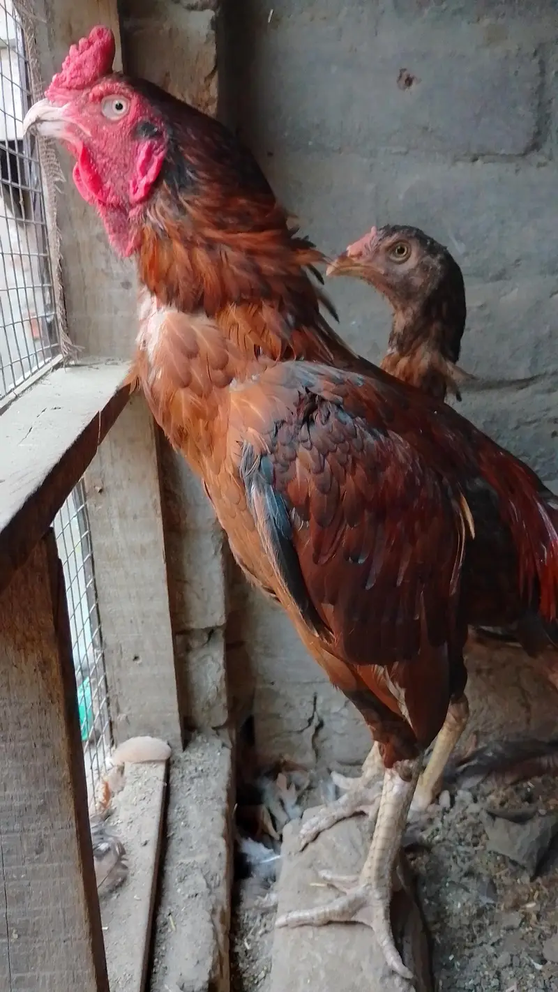 aseel murga and murgi — photo 2