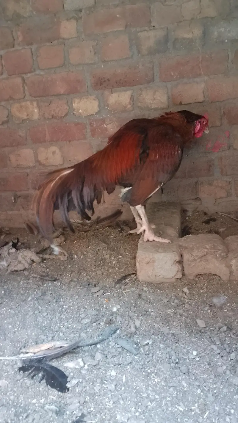 aseel murga and murgi — photo 3