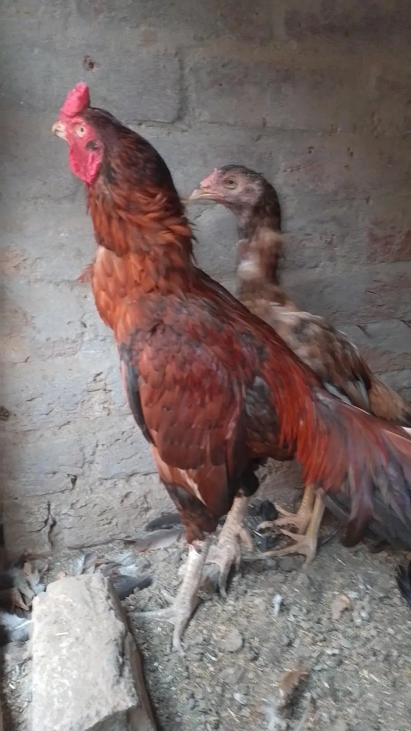 aseel murga and murgi — photo 4
