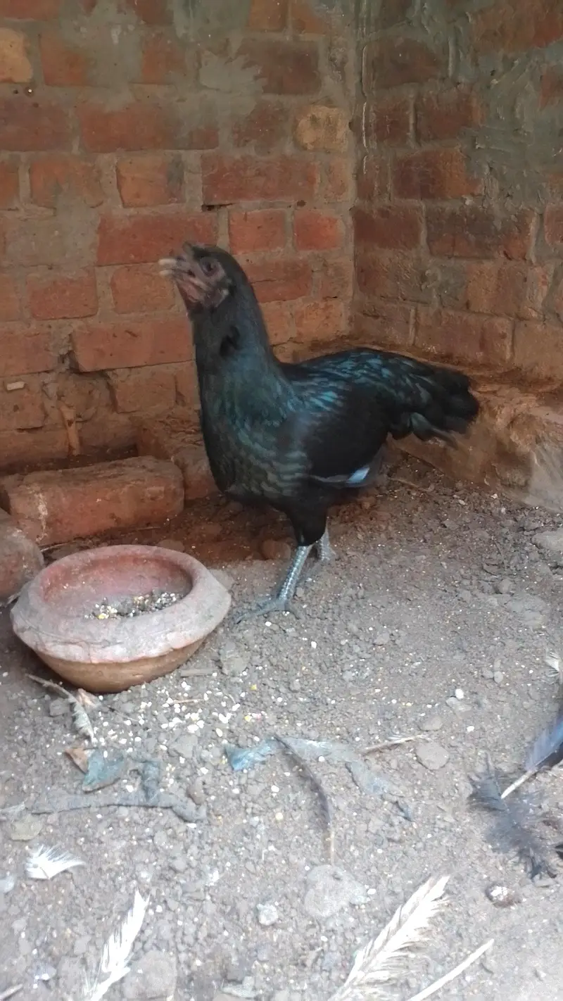 aseel murga and murgi — photo 5
