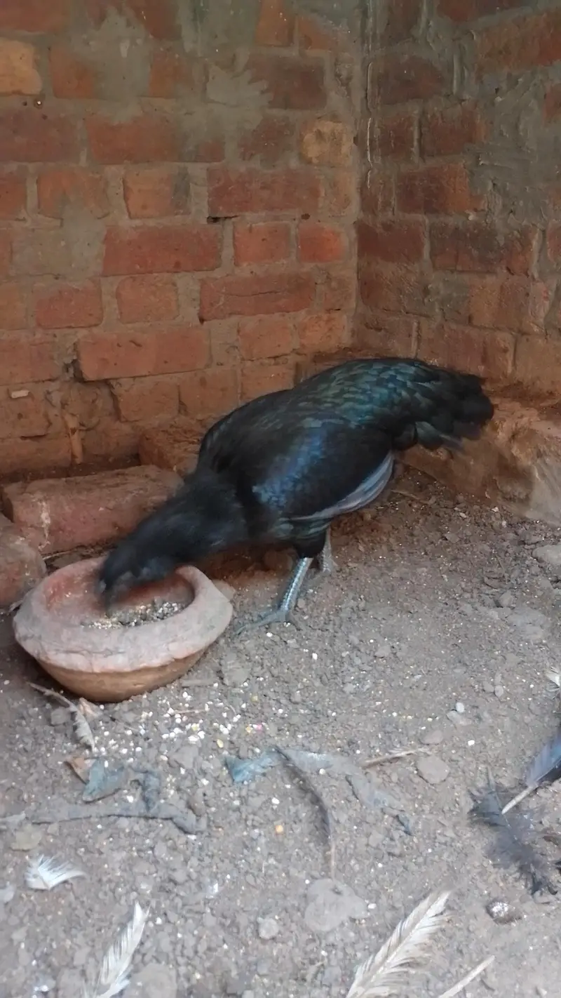aseel murga and murgi — photo 6