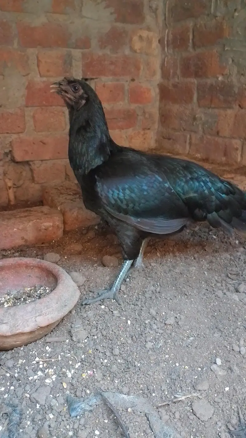 aseel murga and murgi — photo 7