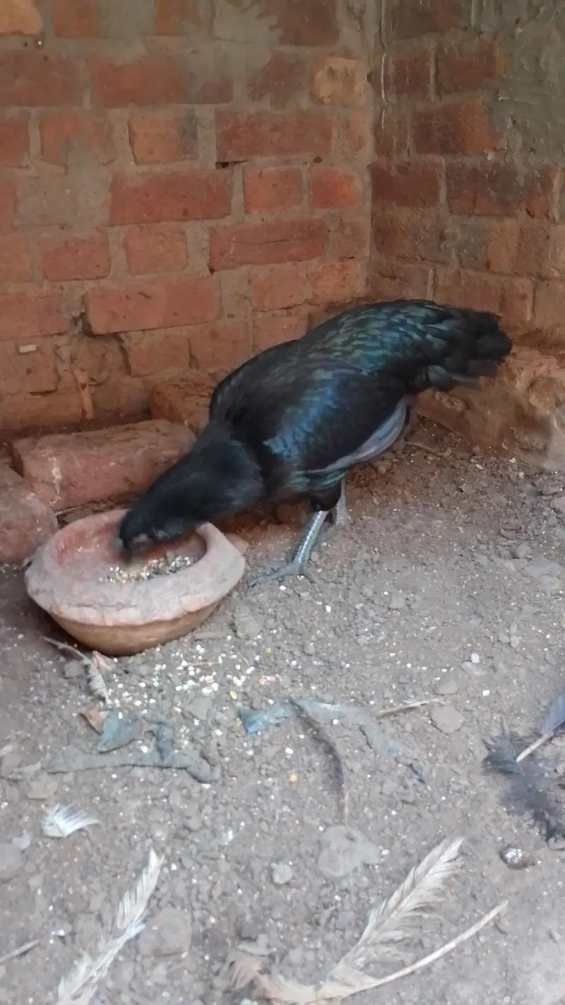 aseel murga and murgi — photo 8
