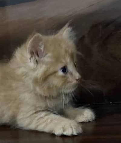 my beautiful kittens