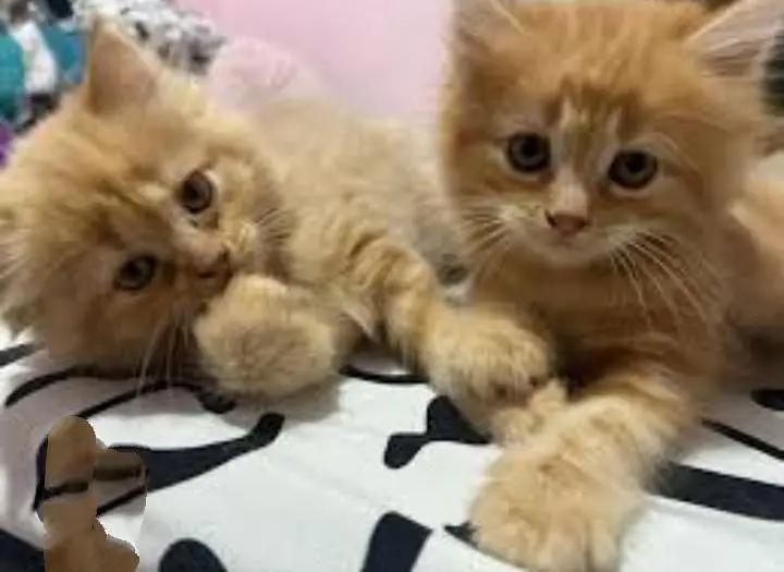 my beautiful kittens — photo 2