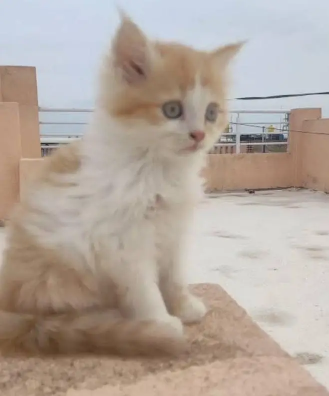 my beautiful kittens — photo 3