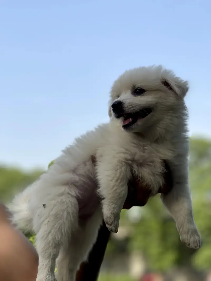 pure russian dogs 3 female one male for sale active and healthy — photo 2