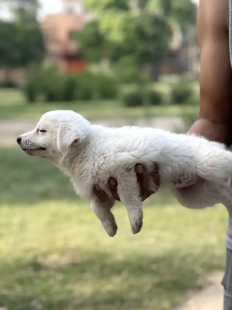 pure russian dogs 3 female one male for sale active and healthy — photo 4