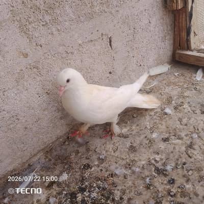 pigeon for sale Whatsapp number 03123119357