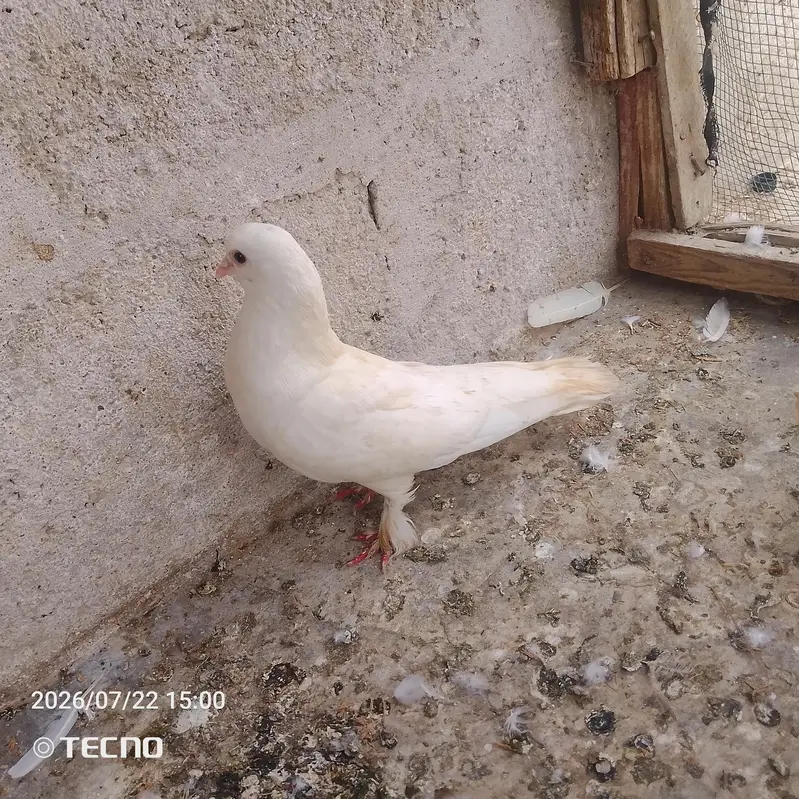 pigeon for sale Whatsapp number 03123119357 — photo 2