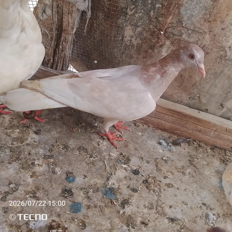 pigeon for sale Whatsapp number 03123119357 — photo 3