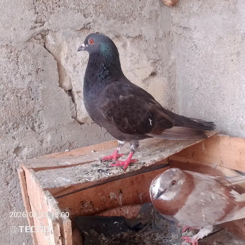 pigeon for sale Whatsapp number 03123119357 — photo 4