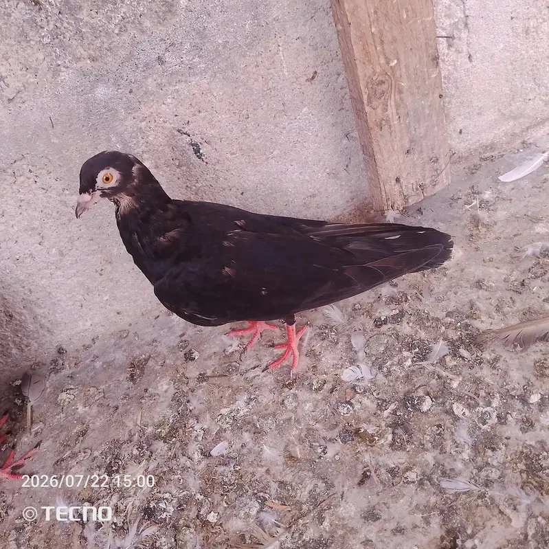 pigeon for sale Whatsapp number 03123119357 — photo 6