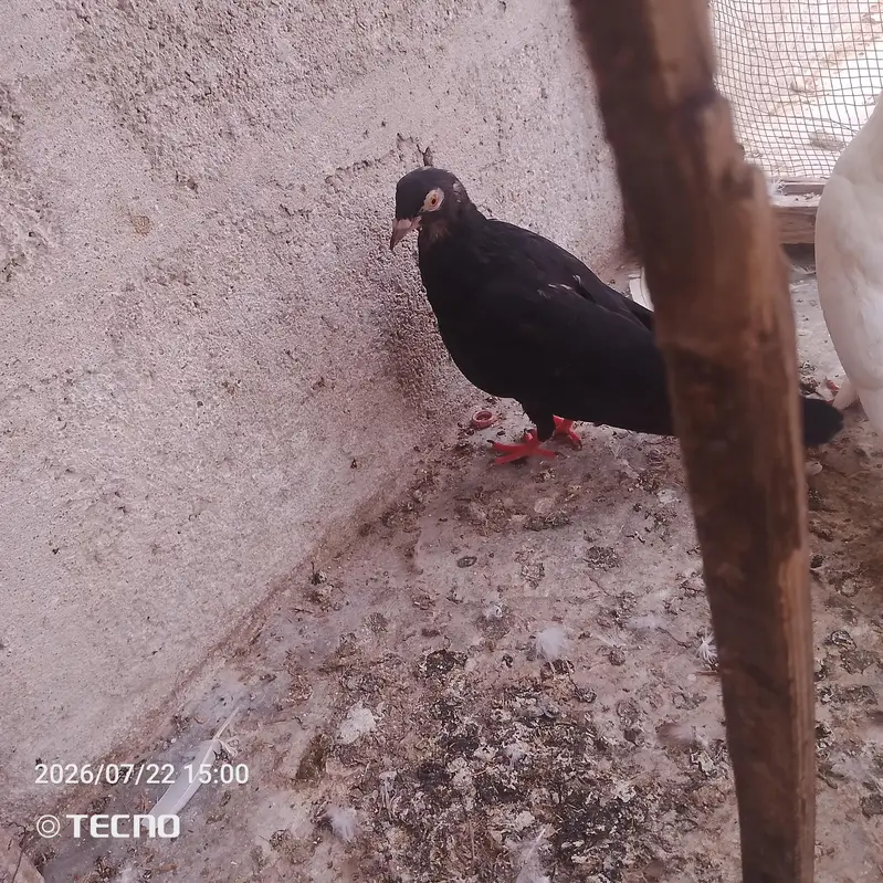 pigeon for sale Whatsapp number 03123119357 — photo 7