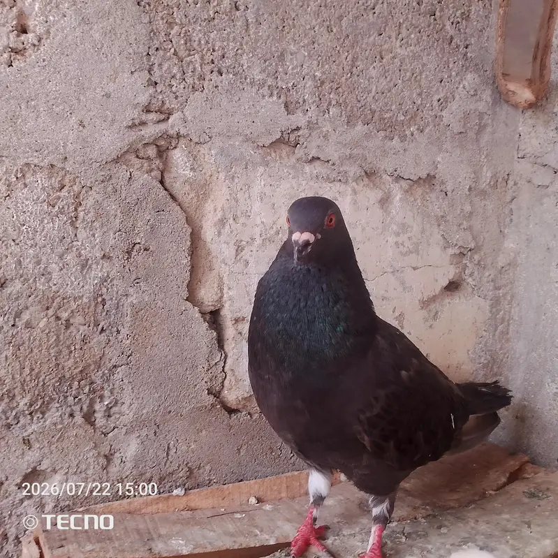 pigeon for sale Whatsapp number 03123119357 — photo 10