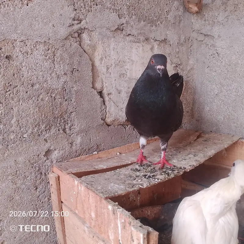 pigeon for sale Whatsapp number 03123119357 — photo 11
