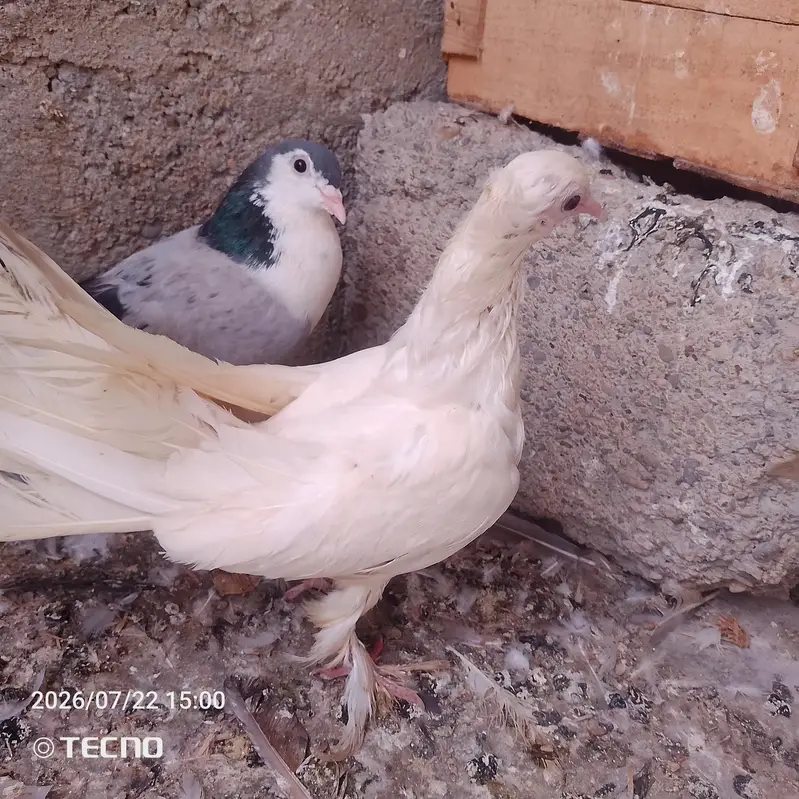 pigeon for sale Whatsapp number 03123119357 — photo 12