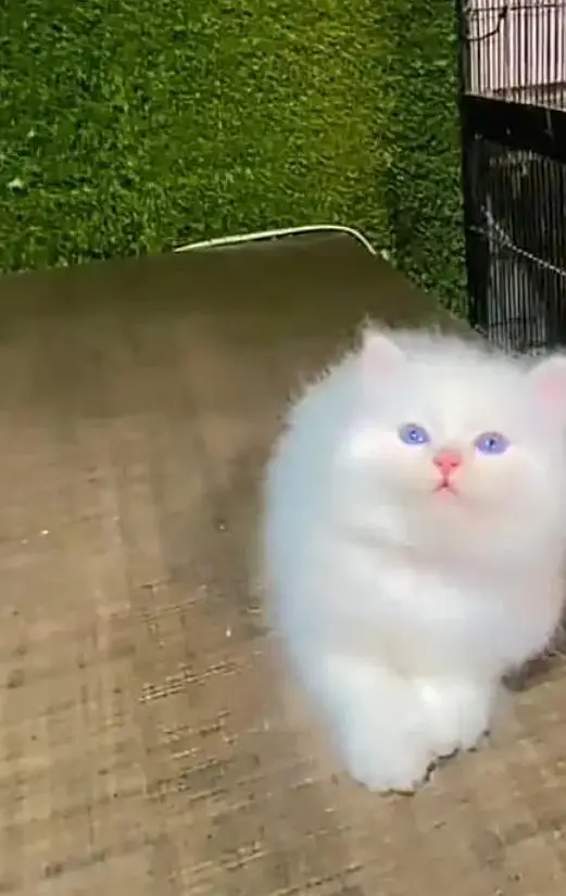 (Persian female kitten) (for sale all) (Pakistan delivery available) — photo 3