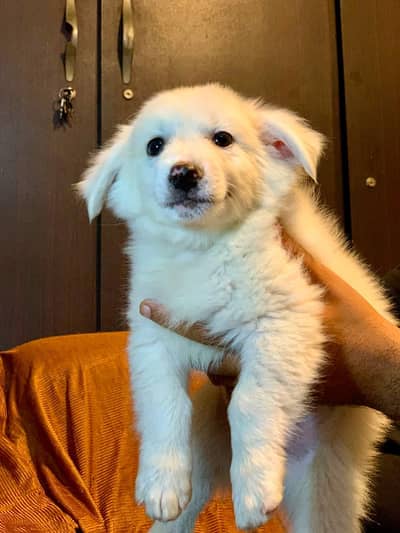 pure russian dogs 3 female one male for sale active and healthy