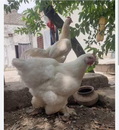 heavy white buff pair