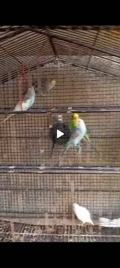 budgies breader pair