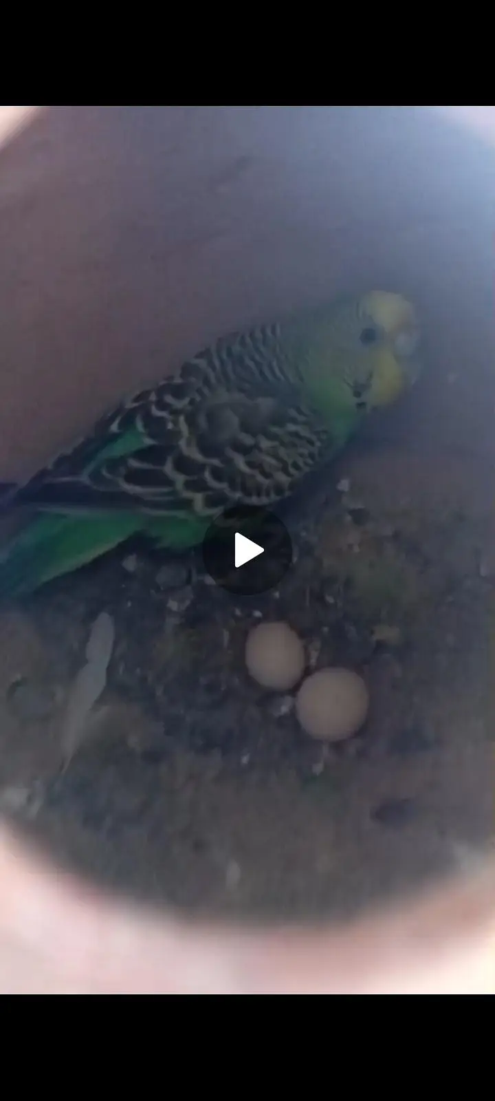 budgies breader pair — photo 2
