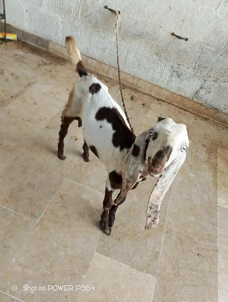 Mashallah active bakra and Bakri hai — photo 2