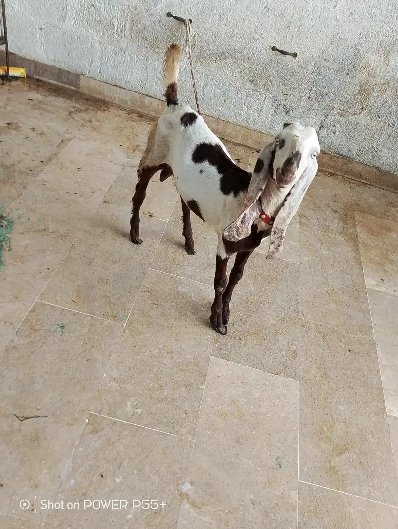 Mashallah active bakra and Bakri hai — photo 3
