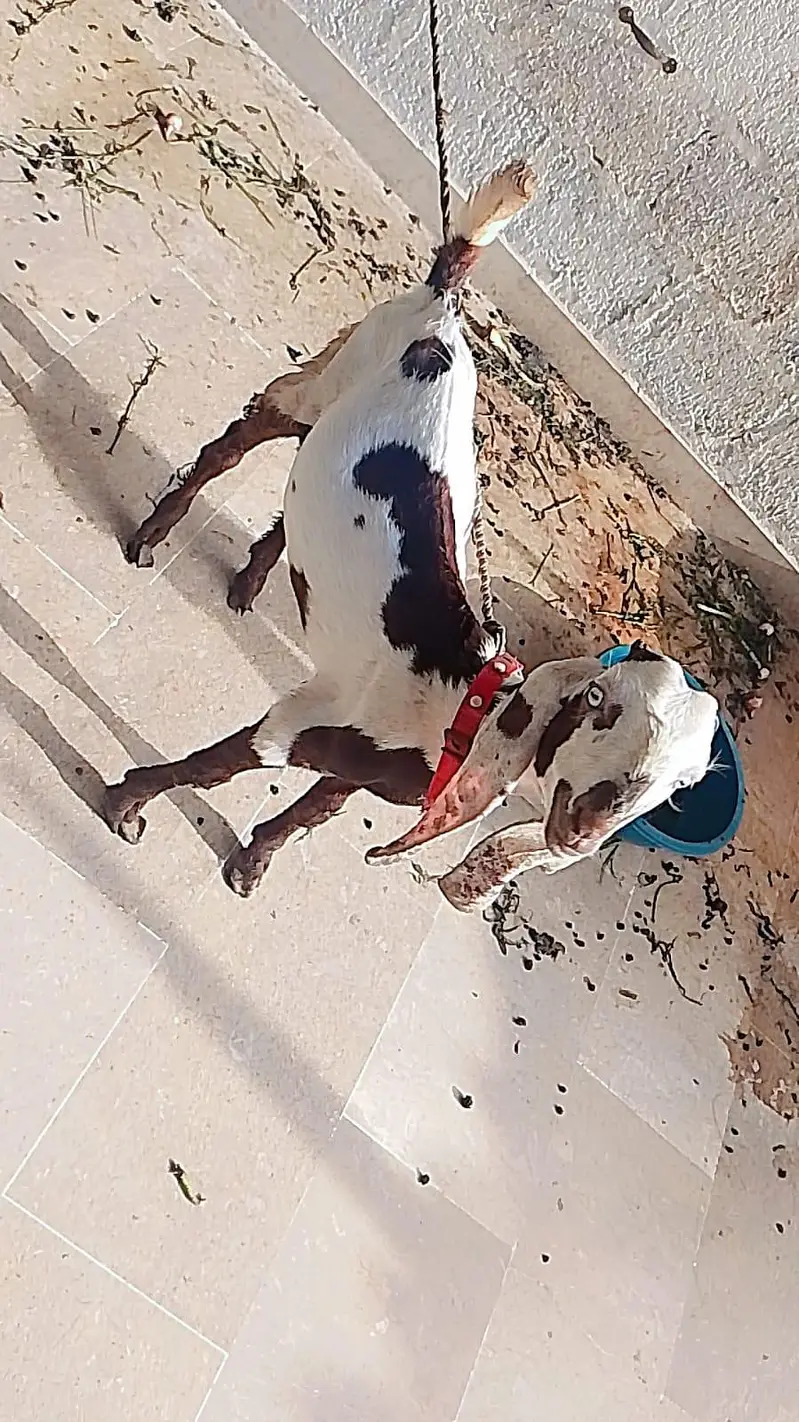 Mashallah active bakra and Bakri hai — photo 4