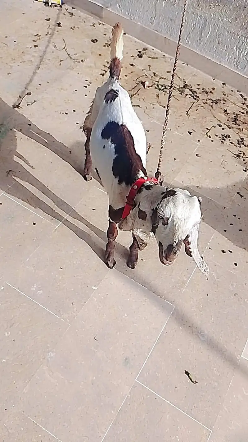 Mashallah active bakra and Bakri hai — photo 5