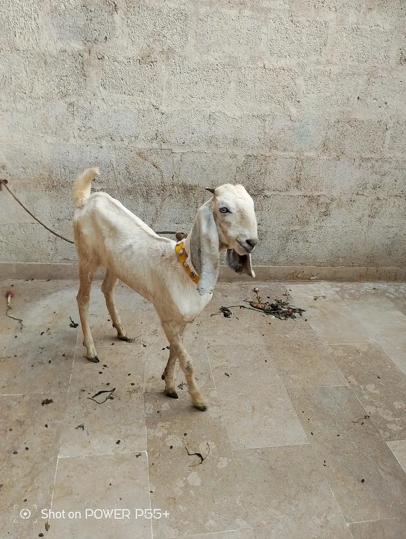 Mashallah active bakra and Bakri hai — photo 6