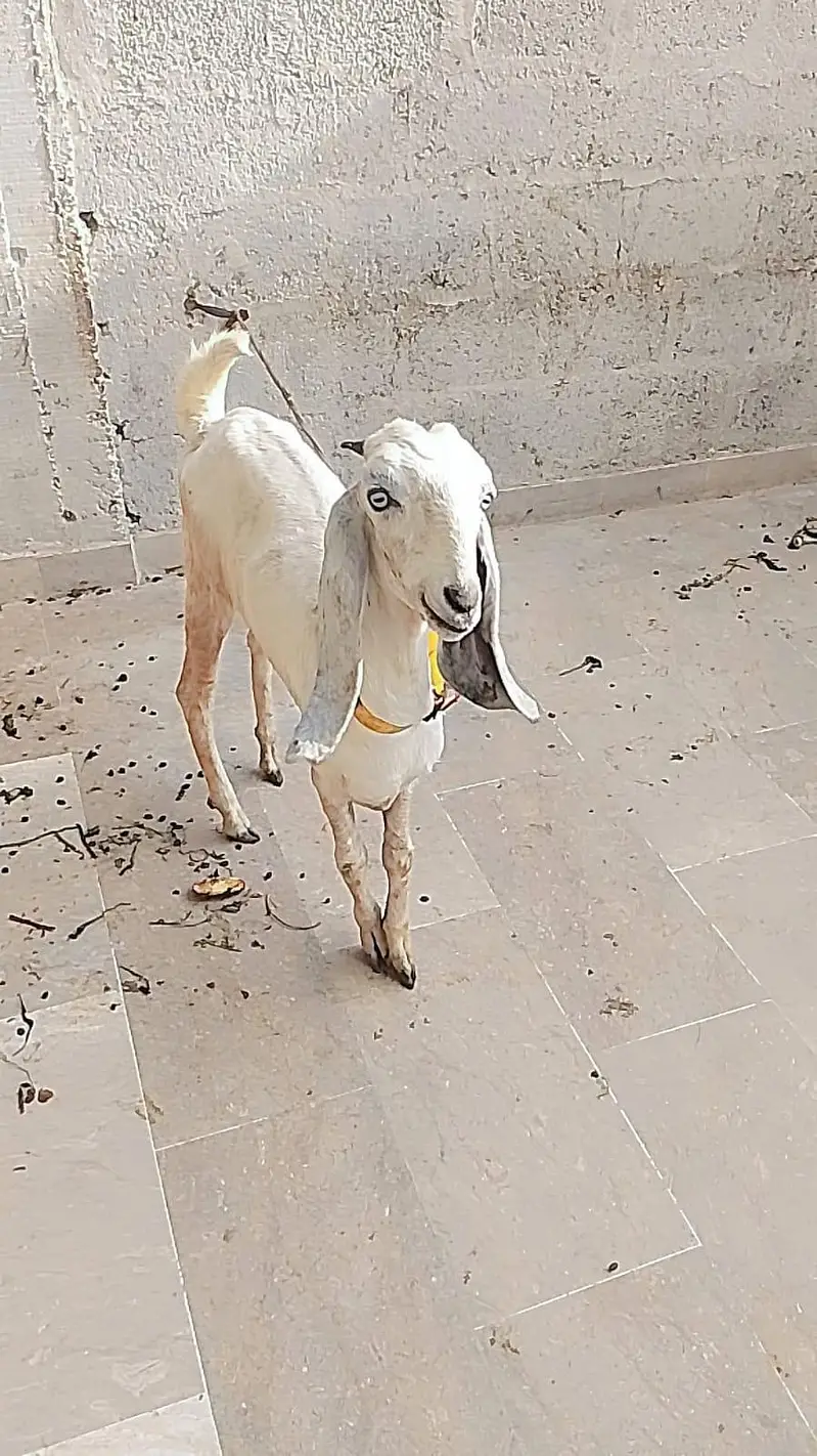 Mashallah active bakra and Bakri hai — photo 7