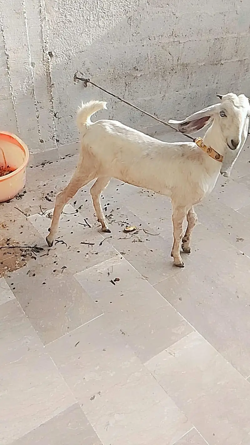 Mashallah active bakra and Bakri hai — photo 8