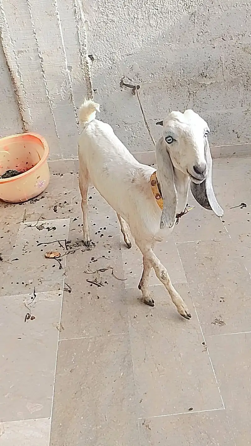 Mashallah active bakra and Bakri hai — photo 9