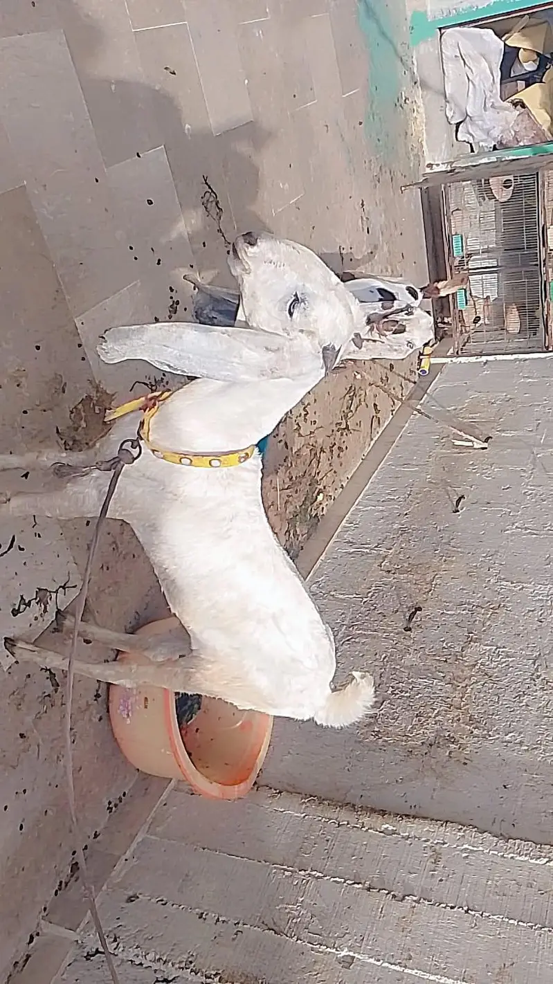 Mashallah active bakra and Bakri hai — photo 10