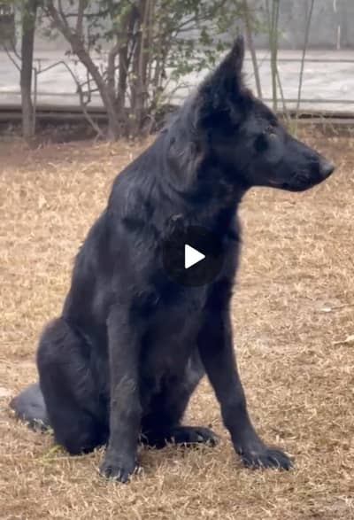 best dog