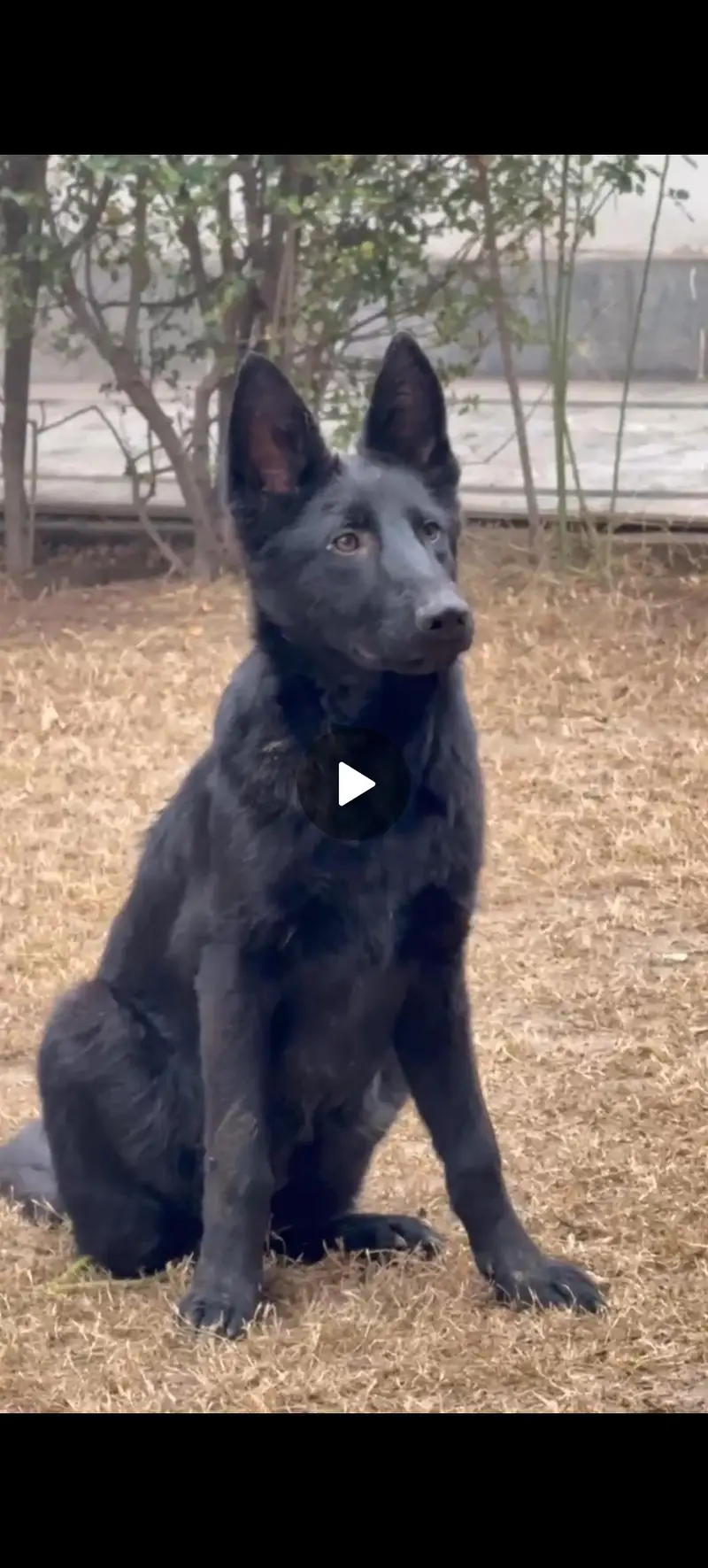 best dog — photo 2