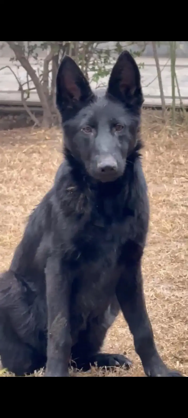 best dog — photo 3