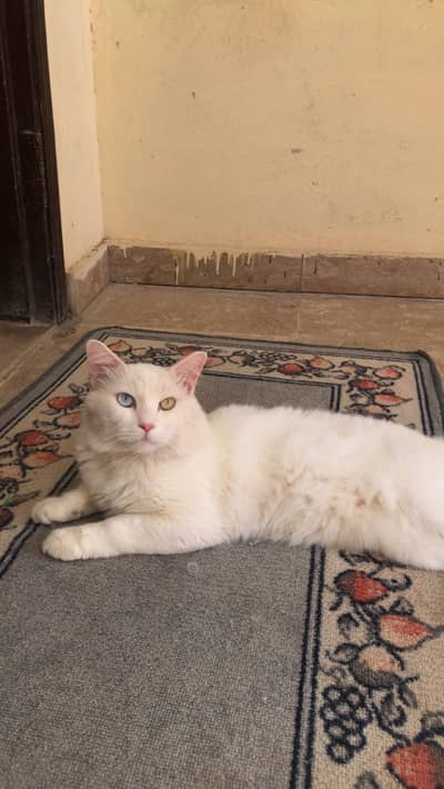 Triple coat Persian cat (white colour)